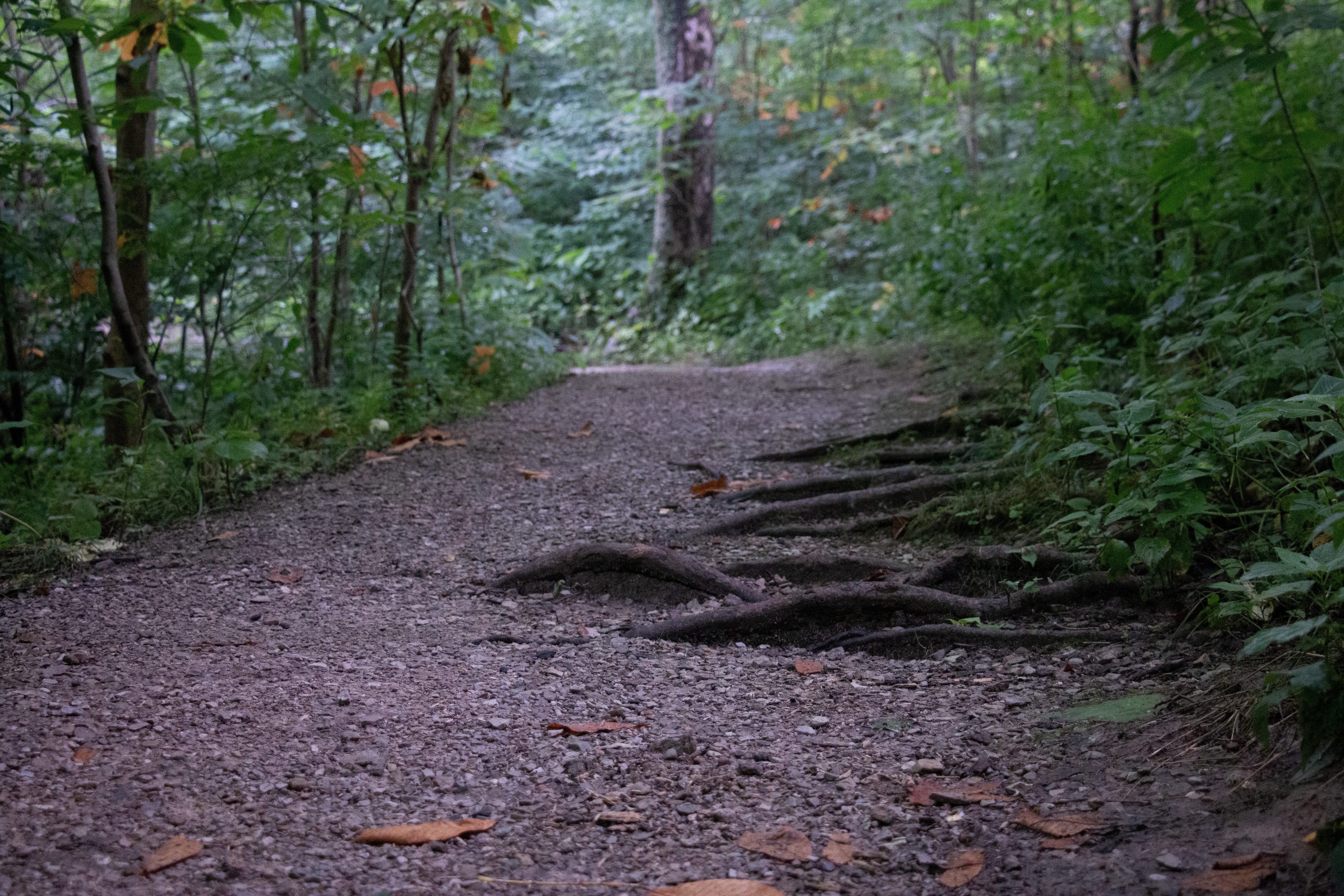 Becoming a Cryptid: How to Hide Our Footprints in Nature image